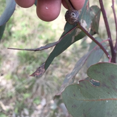 Apiomorpha sp. (genus) (A gall forming scale) at Deakin, ACT - 14 Sep 2021 by Tapirlord