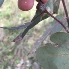 Apiomorpha sp. (genus) at Deakin, ACT - 14 Sep 2021