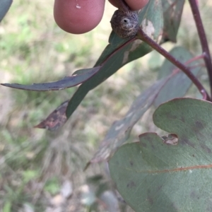 Apiomorpha sp. (genus) at Deakin, ACT - 14 Sep 2021