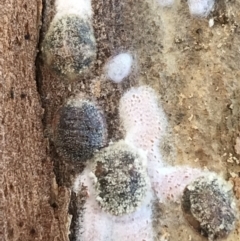 Eriococcidae sp. on Eucalyptus blakelyi at Deakin, ACT - 14 Sep 2021