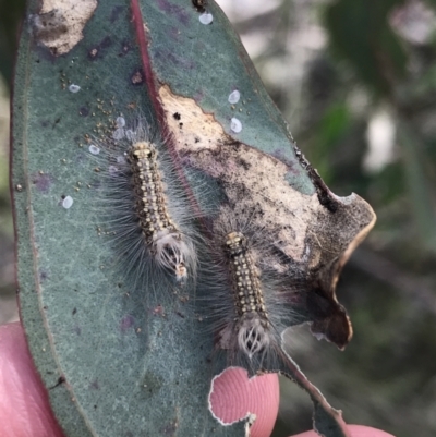 Uraba lugens (Gumleaf Skeletonizer) at Deakin, ACT - 14 Sep 2021 by Tapirlord