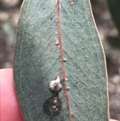 Creiis sp. (genus) at Deakin, ACT - 14 Sep 2021