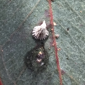 Creiis sp. (genus) at Deakin, ACT - 14 Sep 2021