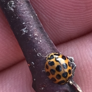 Harmonia conformis at Deakin, ACT - 14 Sep 2021 02:18 PM