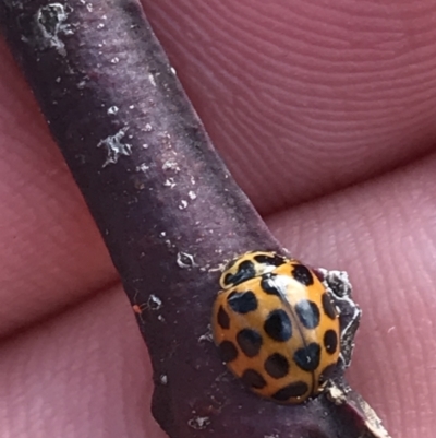 Harmonia conformis (Common Spotted Ladybird) at Deakin, ACT - 14 Sep 2021 by Tapirlord