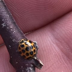 Harmonia conformis at Deakin, ACT - 14 Sep 2021 02:18 PM