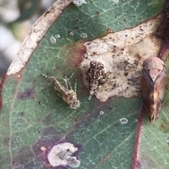 Brunotartessus fulvus at Deakin, ACT - 14 Sep 2021 02:17 PM