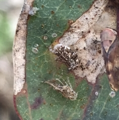 Brunotartessus fulvus at Deakin, ACT - 14 Sep 2021 02:17 PM