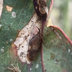 Brunotartessus fulvus (Yellow-headed Leafhopper) at Deakin, ACT - 14 Sep 2021 by Tapirlord