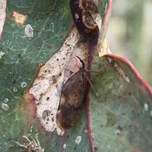 Brunotartessus fulvus at Deakin, ACT - 14 Sep 2021 02:17 PM