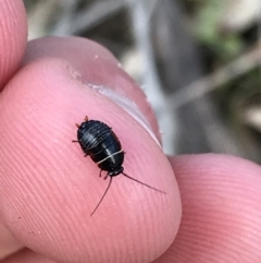 Ellipsidion australe at Deakin, ACT - 14 Sep 2021