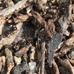 Papyrius sp. (genus) (A Coconut Ant) - 1 Jan 1900 by Tapirlord