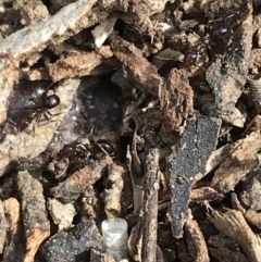 Papyrius sp. (genus) (A Coconut Ant) at Deakin, ACT - 14 Sep 2021 by Tapirlord