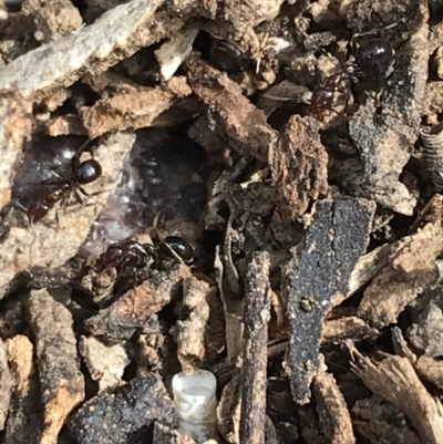 Papyrius sp. (genus) (A Coconut Ant) - 1 Jan 1900 by Tapirlord