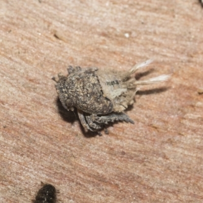 Fulgoroidea sp. (superfamily) (Unidentified fulgoroid planthopper) at Bruce, ACT - 22 Jul 2021 by AlisonMilton