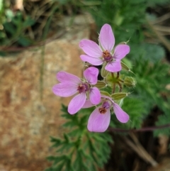 Erodium cicutarium (Common Storksbill, Common Crowfoot) at Majura, ACT - 18 Sep 2021 by LD12