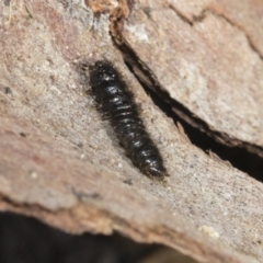 Tenebrionidae (family) (Darkling beetle) at Bruce Ridge to Gossan Hill - 22 Jul 2021 by AlisonMilton