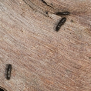 Tenebrionidae (family) at Bruce, ACT - 22 Jul 2021 01:04 PM