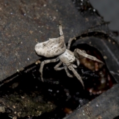 Philoponella congregabilis (Social house spider) at Higgins, ACT - 26 Aug 2021 by AlisonMilton