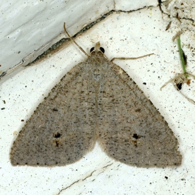 Parosteodes fictiliaria (Dodonaea Moth) at Ainslie, ACT - 18 Sep 2021 by jb2602