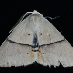 Gastrophora henricaria (Fallen-bark Looper, Beautiful Leaf Moth) at Ainslie, ACT - 17 Sep 2021 by jb2602