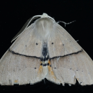 Gastrophora henricaria at Ainslie, ACT - 17 Sep 2021