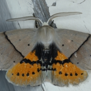 Gastrophora henricaria at Ainslie, ACT - 17 Sep 2021 11:31 PM