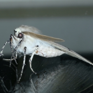 Gastrophora henricaria at Ainslie, ACT - 17 Sep 2021 11:31 PM