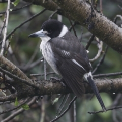 Cracticus torquatus (Grey Butcherbird) at Higgins, ACT - 29 Aug 2021 by AlisonMilton