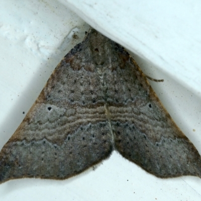 Anachloris uncinata (Hook-winged Carpet) at Ainslie, ACT - 17 Sep 2021 by jbromilow50