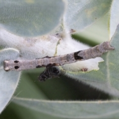 Geometridae (family) IMMATURE at Higgins, ACT - 25 Aug 2021 by AlisonMilton