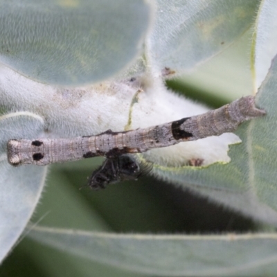 Geometridae (family) IMMATURE at Higgins, ACT - 25 Aug 2021 by AlisonMilton