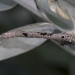 Geometridae (family) IMMATURE at Higgins, ACT - 25 Aug 2021