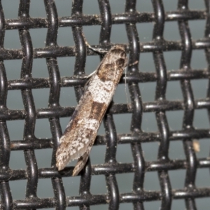 Lepidoscia heliochares at Higgins, ACT - 26 Aug 2021