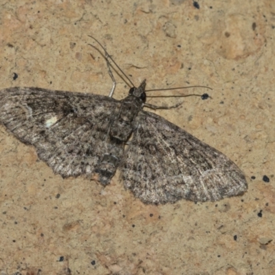 Chloroclystis (genus) (A geometer moth) at Higgins, ACT - 26 Aug 2021 by AlisonMilton