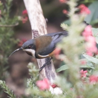 Acanthorhynchus tenuirostris (Eastern Spinebill) at Higgins, ACT - 30 Jun 2021 by AlisonMilton