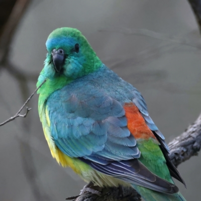 Psephotus haematonotus (Red-rumped Parrot) at Ainslie, ACT - 17 Sep 2021 by jb2602