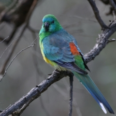 Psephotus haematonotus at Ainslie, ACT - 17 Sep 2021