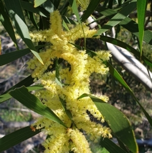 Acacia longifolia subsp. longifolia at Cook, ACT - 17 Sep 2021 09:23 AM