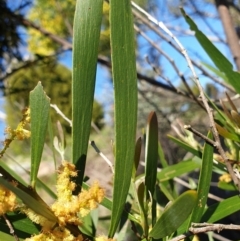 Acacia longifolia subsp. longifolia at Cook, ACT - 17 Sep 2021 09:23 AM