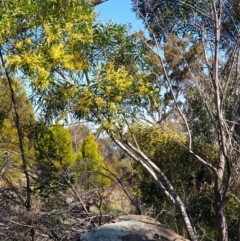 Acacia longifolia subsp. longifolia at Cook, ACT - 17 Sep 2021 09:23 AM