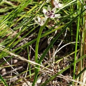 Wurmbea dioica subsp. dioica at Cook, ACT - 16 Sep 2021