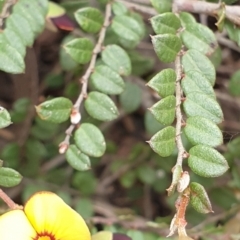 Bossiaea buxifolia at Cook, ACT - 16 Sep 2021