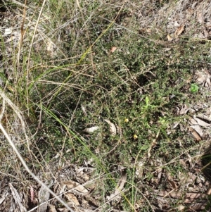 Bossiaea buxifolia at Cook, ACT - 16 Sep 2021