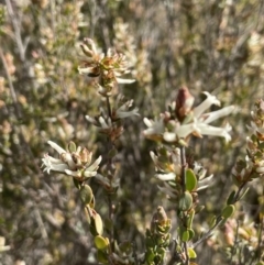 Brachyloma daphnoides (Daphne Heath) at Majura, ACT - 18 Sep 2021 by JaneR