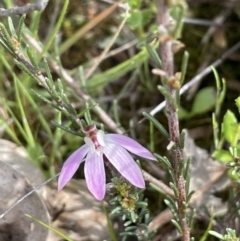 Caladenia fuscata (Dusky Fingers) at Majura, ACT - 18 Sep 2021 by JaneR