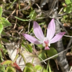 Caladenia fuscata at Majura, ACT - suppressed