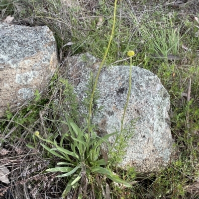 Craspedia variabilis (Common Billy Buttons) at Majura, ACT - 18 Sep 2021 by JaneR