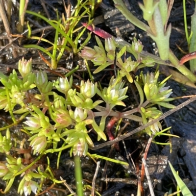 Crassula helmsii (Swamp Stonecrop) at Mount Majura - 18 Sep 2021 by JaneR