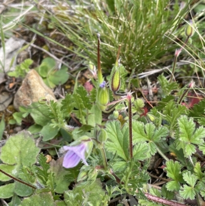 Erodium botrys (Long Storksbill) at Majura, ACT - 18 Sep 2021 by JaneR